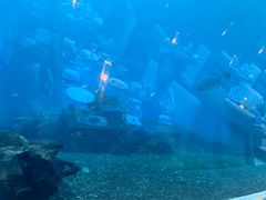 -海棠湾洲际-涛·海底餐厅·美人鱼·自助餐·海底隧道