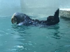 -西雅图水族馆