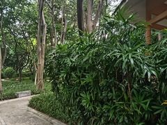 -黄埔荔枝公园