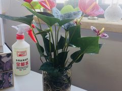 -万商花鸟市场