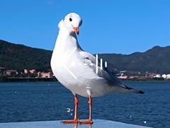 -海埂大坝
