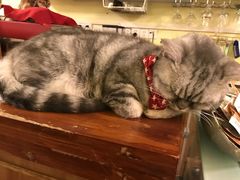 -猫色咖啡·猫咖