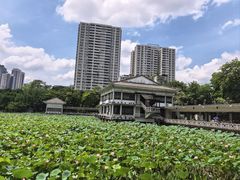 -荔湾湖公园