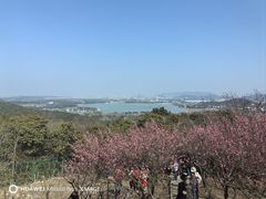 -香雪海