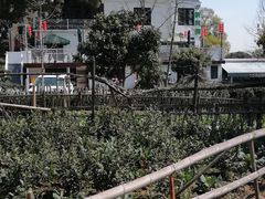-龙坞茶村
