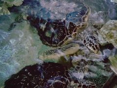 -福州罗源湾海洋世界旅游区