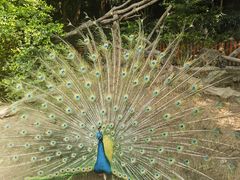 -广州长隆飞鸟乐园