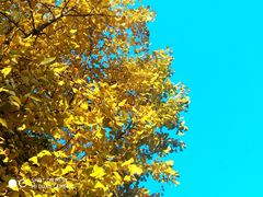 -中国浦东干部学院