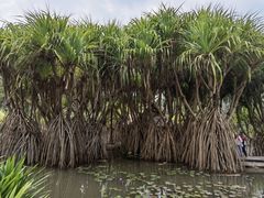 -中国科学院西双版纳热带植物园
