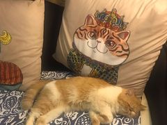 -more than meow吴止猫主题餐厅(承德 中船汇店)