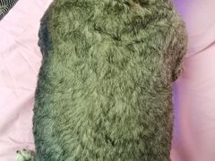 -美联众合动物医院·24h转诊中心