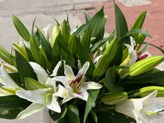 -可爱抓 COCO  GOTCHA(天津鹏欣水游城店)