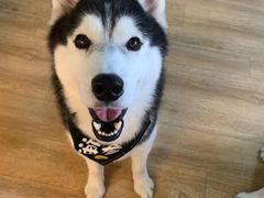 海参-Husky Go! 哈士奇体验馆·宠物咖啡厅狗咖