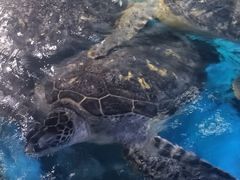 -烟台海昌鲸鲨海洋公园