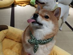 -逗柴咖啡屋·狗咖猫咖宠物桌游