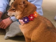 -逗柴咖啡屋·狗咖猫咖宠物桌游