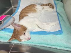 -艾贝尔宠物诊疗