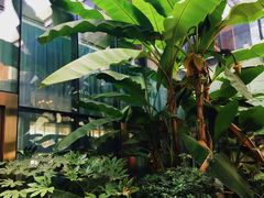 -合肥滨湖国家森林公园