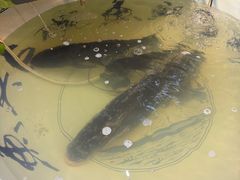 -南京金牛湖巨碗鱼头