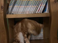 -猫猫幼稚园·撸猫·桌游·电玩