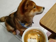 -柴务处·柴犬主题狗咖