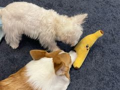 -翊宠yipet猫狗购宠庄园犬舍•猫舍