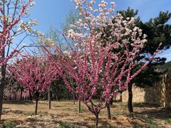 -北京西山国家森林公园