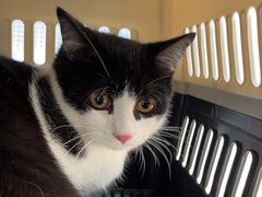 -瑞鹏宠物医院·超声·骨科·奇麟分院(蜀都万达店)