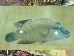 -海盗餐厅