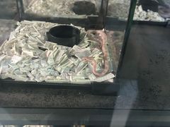 -青石桥花鸟鱼虫市场(叠翠城店)