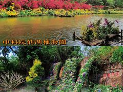 -深圳仙湖植物园