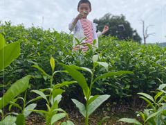 -帐篷客·溪龙茶谷度假酒店