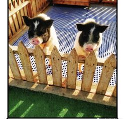 -萌宠亲子动物乐园(槐房万达店)