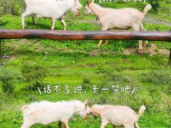 -狮子沟牧场