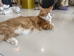 -平行世界·猫咖(首经贸店)