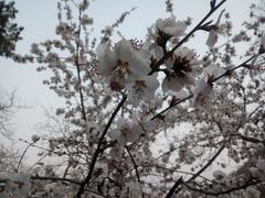 -北京鹫峰国家森林公园