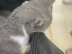 -宠福鑫康馨动物医院·骨科·眼科