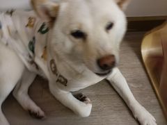 -柴迷FANS CLUB·柴犬狗咖·猫咖