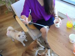 -柴犬小屋·柴餐厅·狗咖食堂(金鼎广场店)