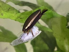 -上海昆虫博物馆