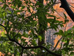 -深圳仙湖植物园