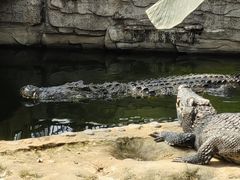 -石家庄市动物园