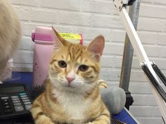 -PETKIT小佩宠物(古北店)