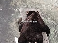 -深圳野生动物园