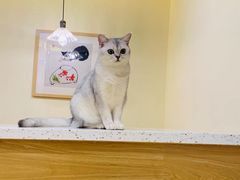 -滚猫咖啡·猫咖·猫友好撸猫(未来城店)