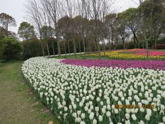 -上海鲜花港