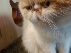 -喵屿·大理花园猫咖