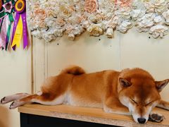 -柴犬高等学院·狗咖·柴犬售卖·宠物训练