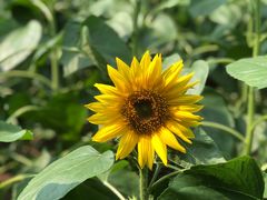 -广州市流溪河国家森林公园