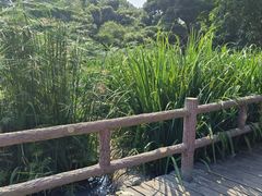 -成都市活水公园